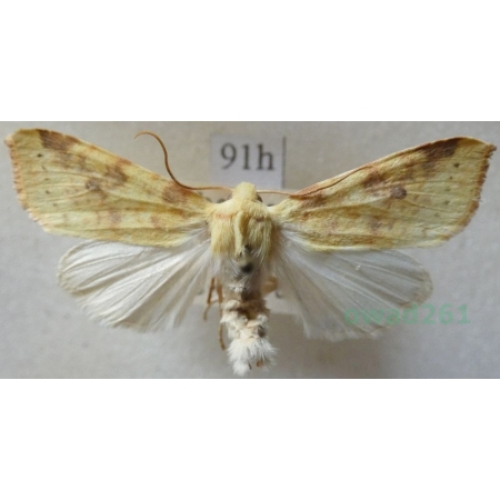 Xanthia icteritia (Hufnagel, 1766) Ozimica ziemista Czech91h
